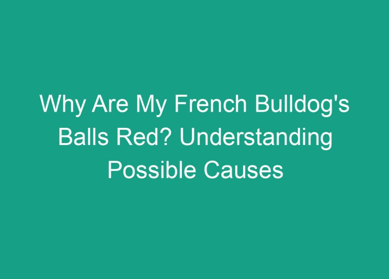 Why Are My French Bulldog’s Balls Red? Understanding Possible Causes