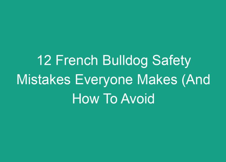 12 French Bulldog Safety Mistakes Everyone Makes (And How To Avoid Them)
