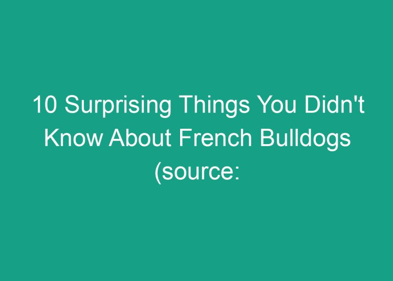 10 Surprising Things You Didn’t Know About French Bulldogs