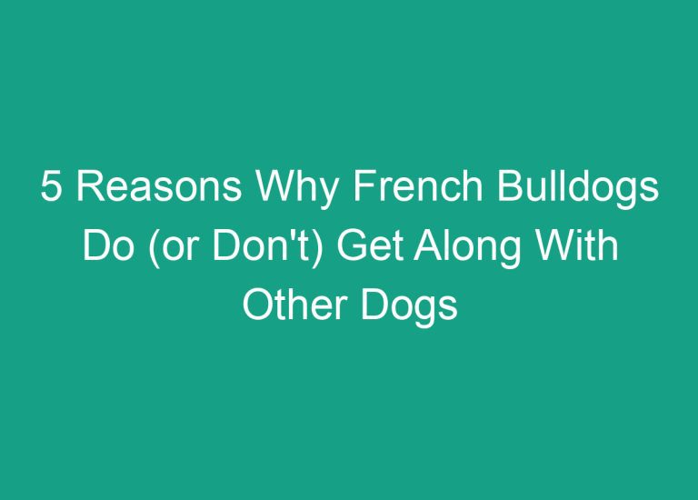 5 Reasons Why French Bulldogs Do (or Don’t) Get Along With Other Dogs