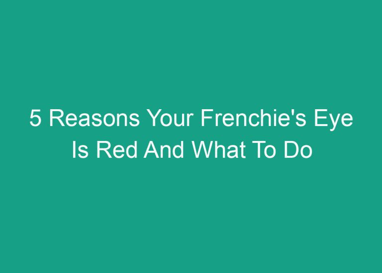 5 Reasons Your Frenchie’s Eye Is Red And What To Do
