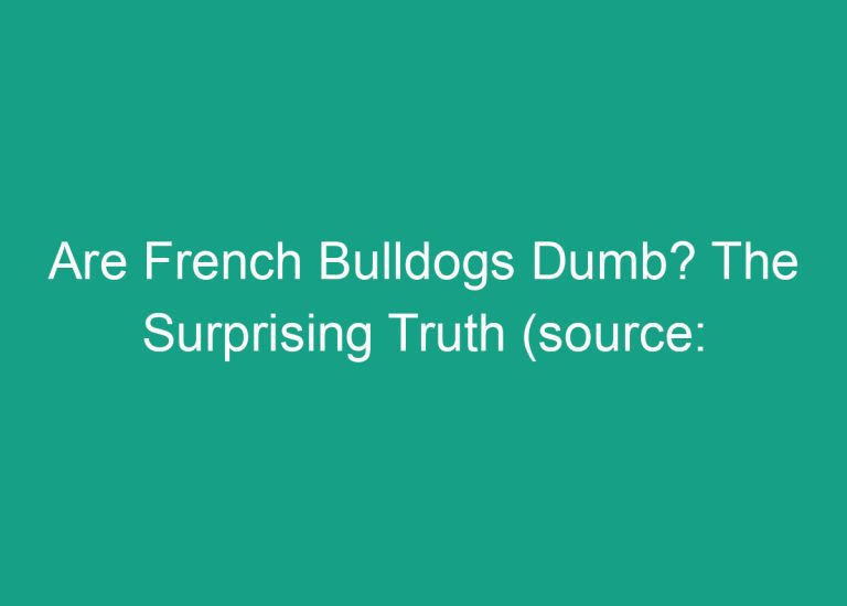 Are French Bulldogs Dumb? The Surprising Truth (source: [LinkedIn](https://www.linkedin.com/pulse/buzzword-bingo-whats-your-favourite-cant-decide-let-vinny-o-brien))