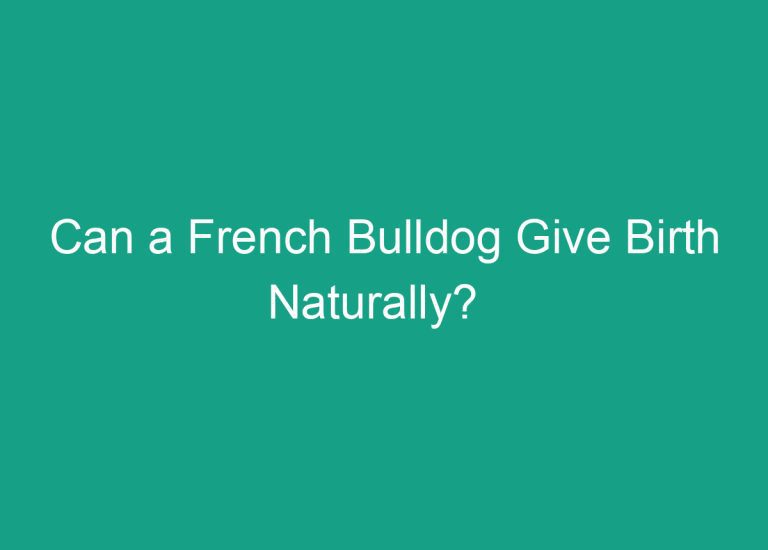 Can a French Bulldog Give Birth Naturally?  