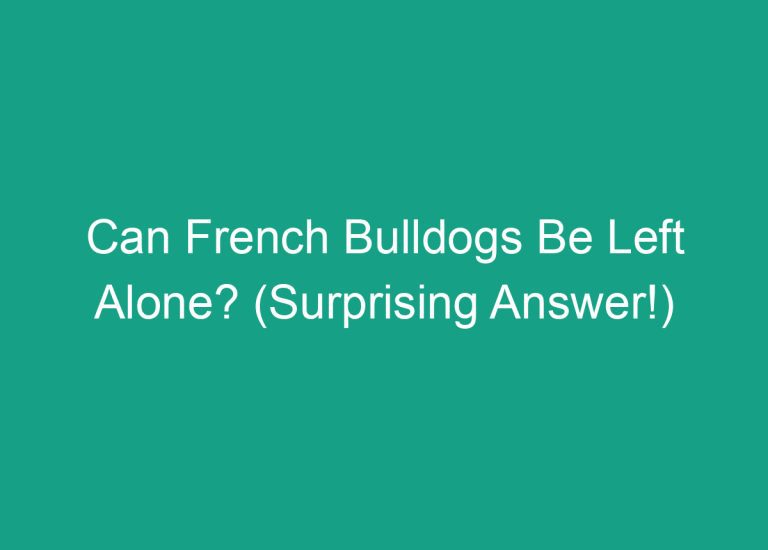 Can French Bulldogs Be Left Alone? (Surprising Answer!)
