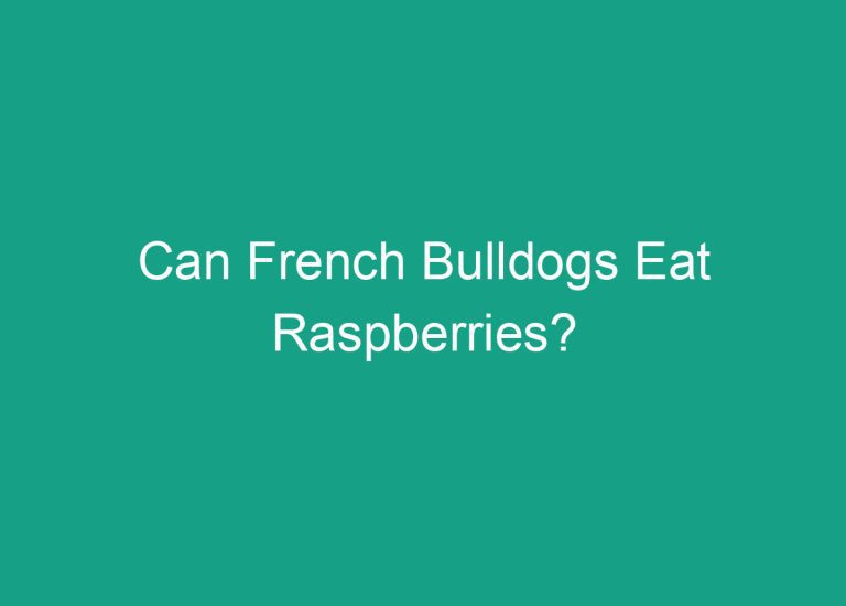 Can French Bulldogs Eat Raspberries?