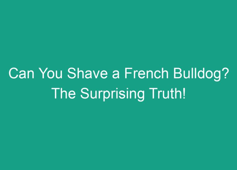 Can You Shave a French Bulldog? The Surprising Truth!