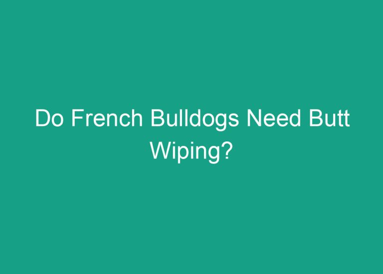 Do French Bulldogs Need Butt Wiping?