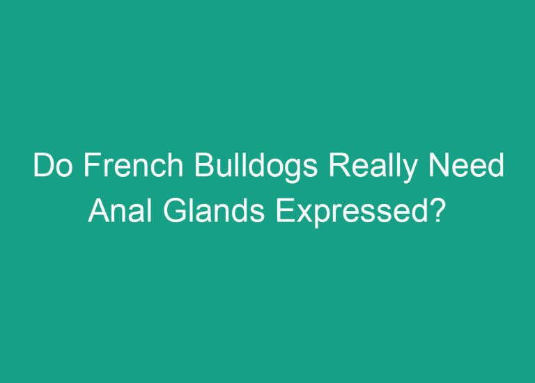Do French Bulldogs Really Need Anal Glands Expressed?