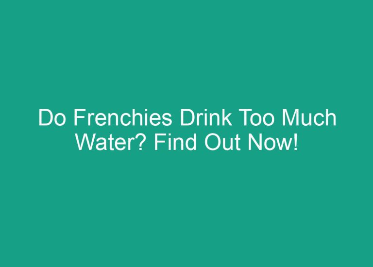 Do Frenchies Drink Too Much Water? Find Out Now!