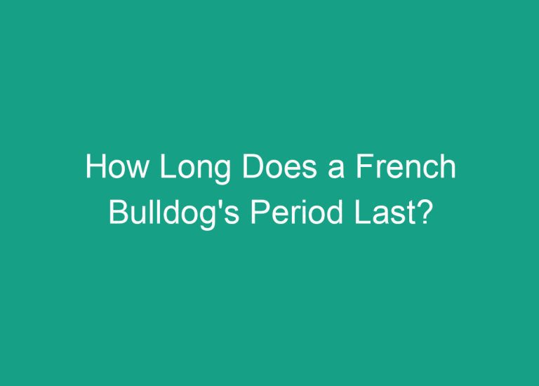 How Long Does a French Bulldog’s Period Last?