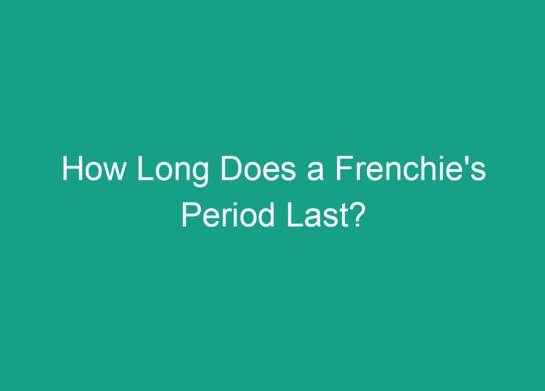 How Long Does a Frenchie’s Period Last?