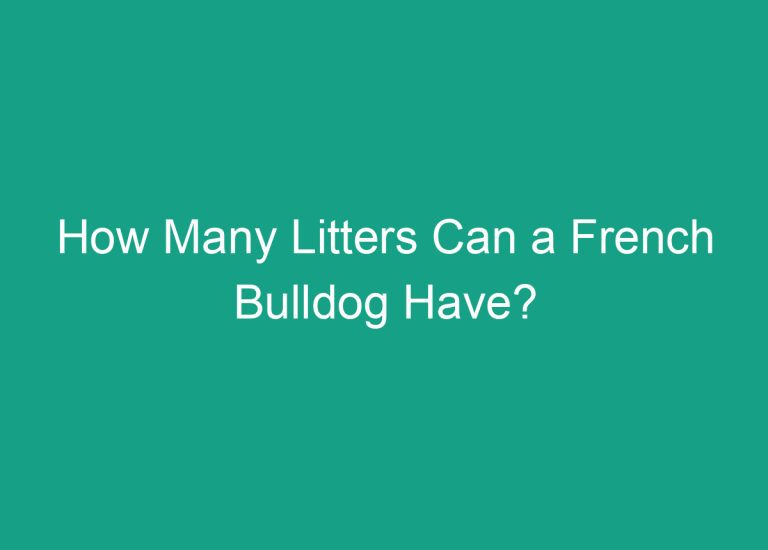 How Many Litters Can a French Bulldog Have?