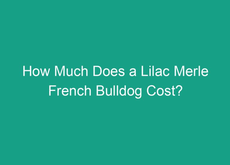 How Much Does a Lilac Merle French Bulldog Cost?