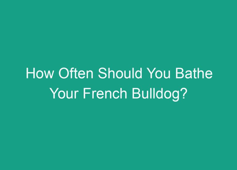 How Often Should You Bathe Your French Bulldog?