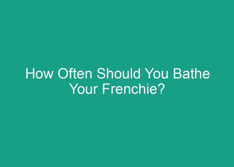 How Often Should You Bathe Your Frenchie?