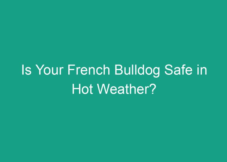 Is Your French Bulldog Safe in Hot Weather?
