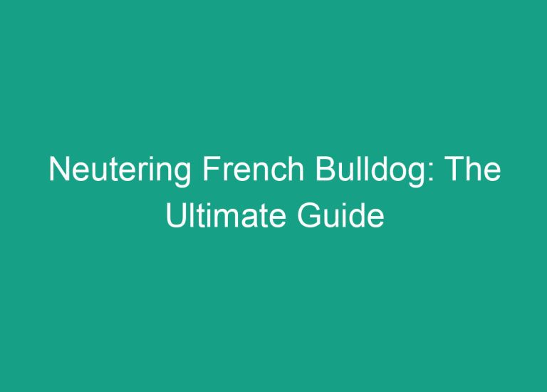 Neutering French Bulldog: The Ultimate Guide