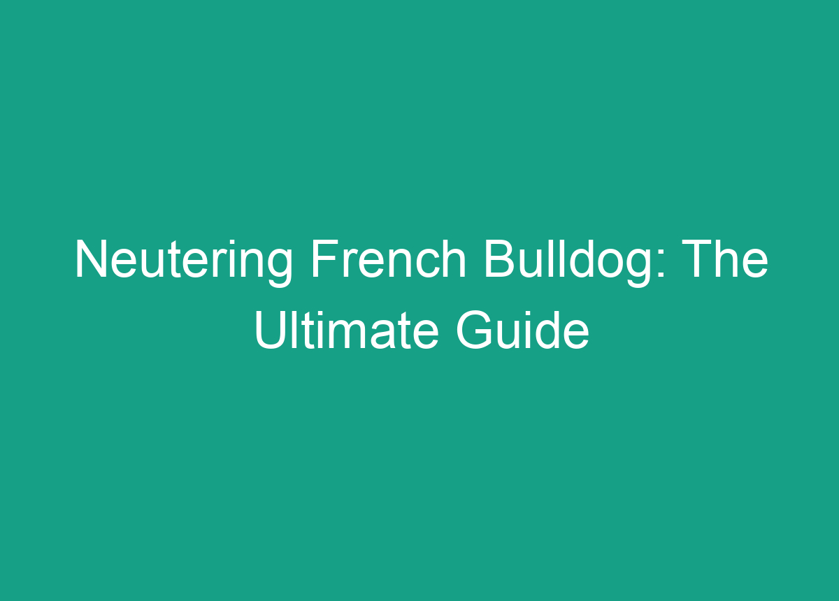 Neutering French Bulldog The Ultimate Guide
