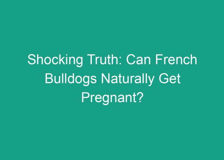 Shocking Truth: Can French Bulldogs Naturally Get Pregnant?