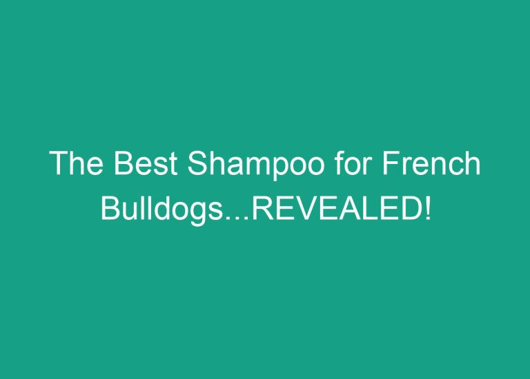The Best Shampoo for French Bulldogs…REVEALED!