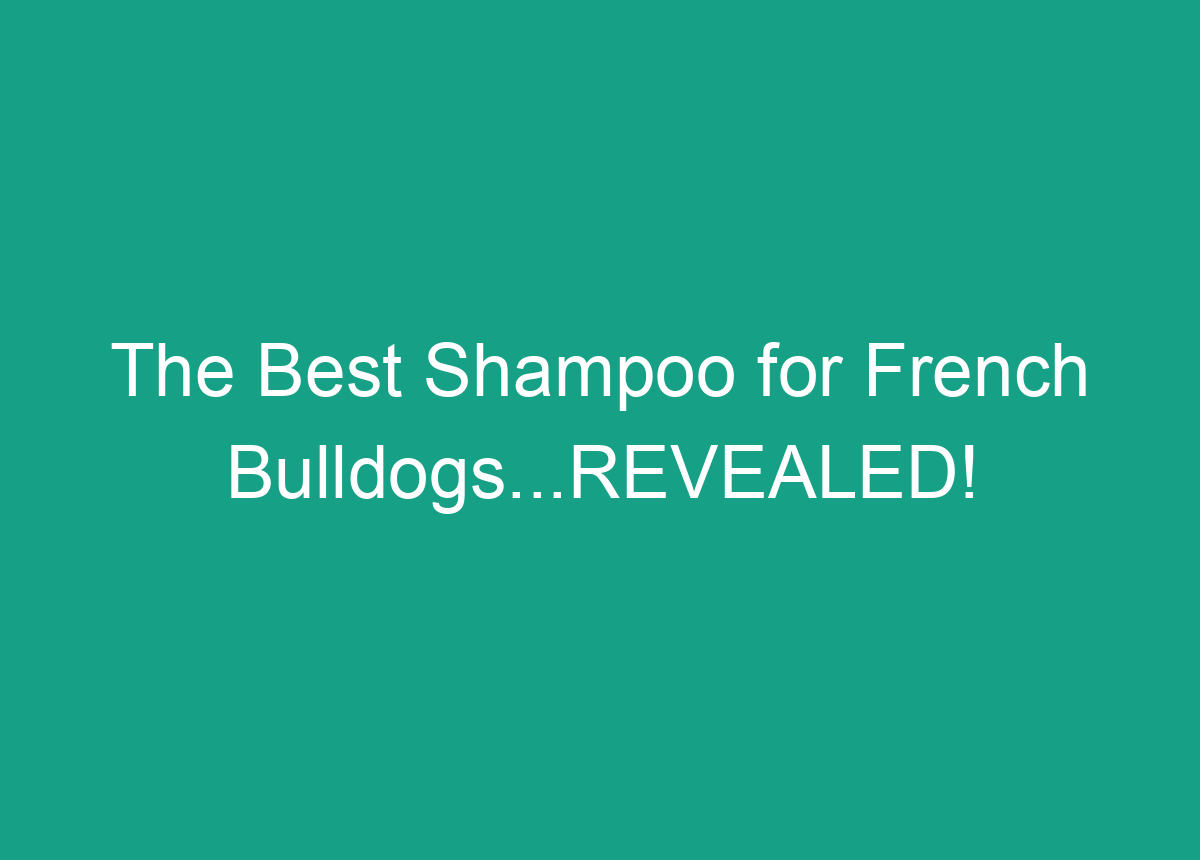 The Best Shampoo For French Bulldogs...REVEALED!