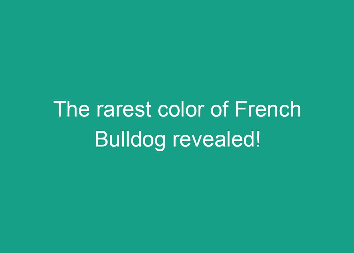 The Rarest Color Of French Bulldog Revealed!