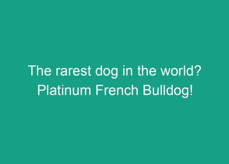 The rarest dog in the world? Platinum French Bulldog!
