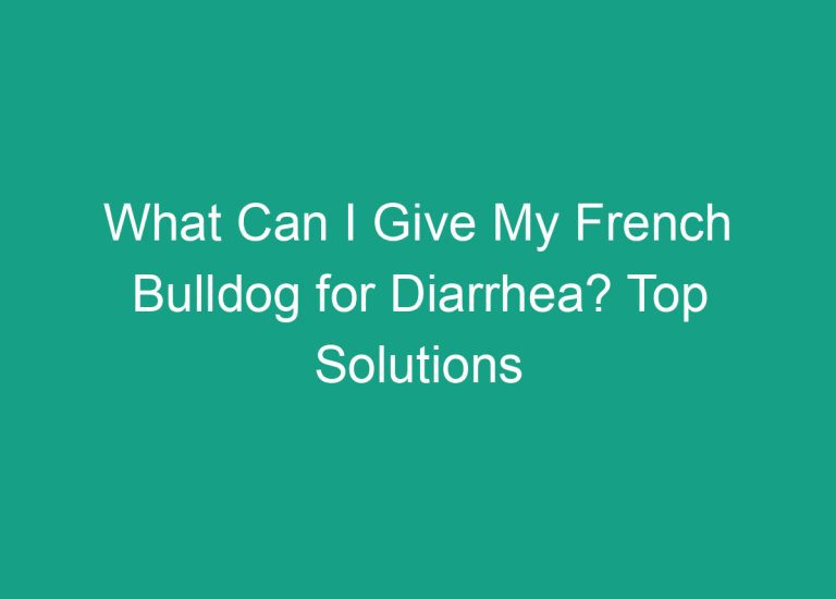 What Can I Give My French Bulldog for Diarrhea? Top Solutions Revealed!