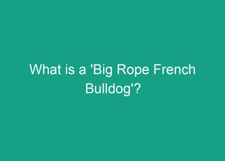 What is a ‘Big Rope French Bulldog’?
