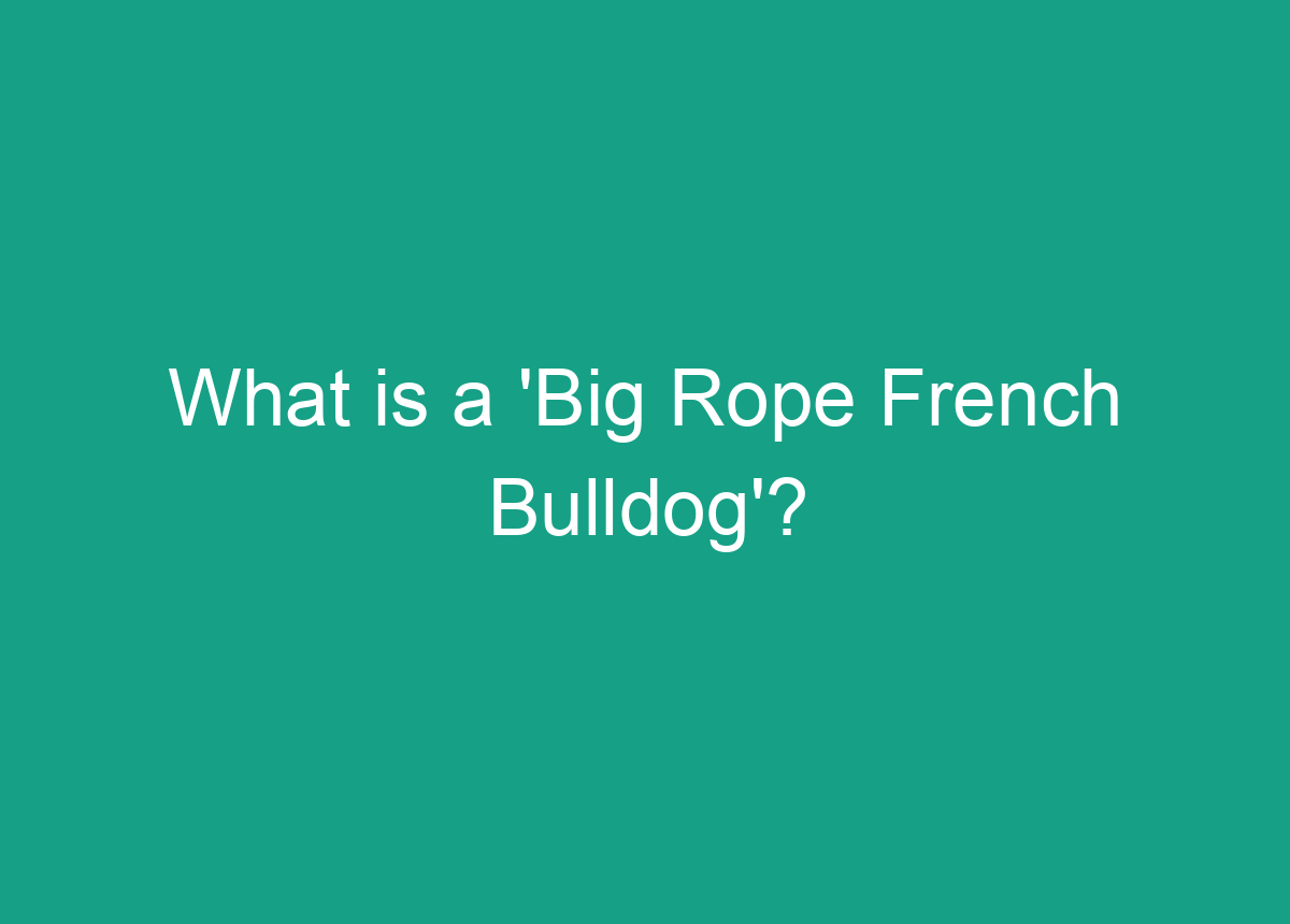 What Is A 'Big Rope French Bulldog'?