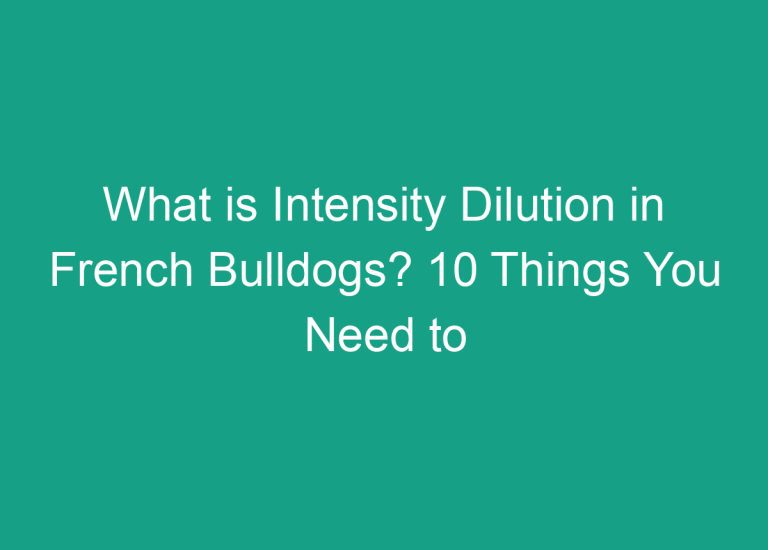 What is Intensity Dilution in French Bulldogs? 10 Things You Need to Know!