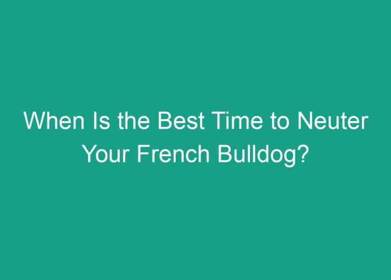 When Is the Best Time to Neuter Your French Bulldog?