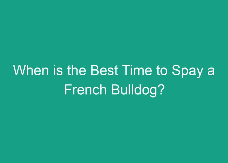 When is the Best Time to Spay a French Bulldog?