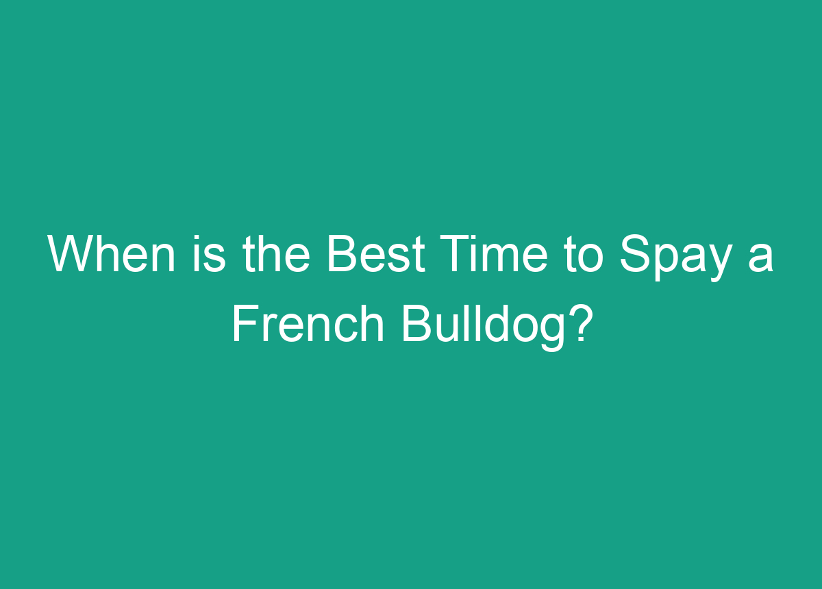 When Is The Best Time To Spay A French Bulldog?