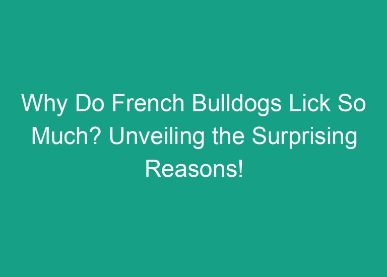 Why Do French Bulldogs Lick So Much? Unveiling the Surprising Reasons!