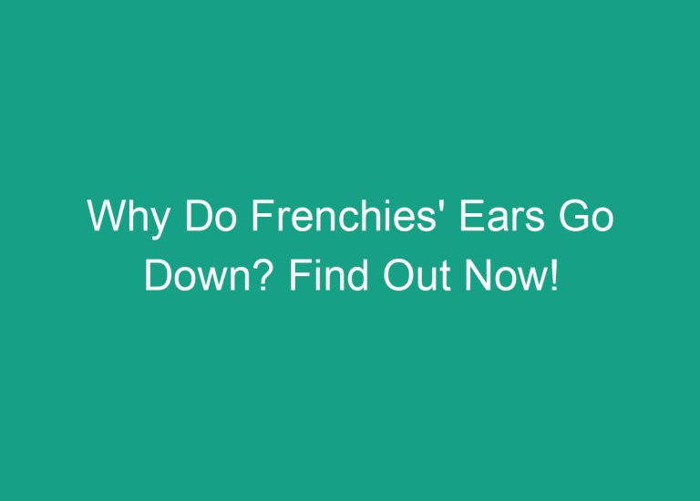 Why Do Frenchies’ Ears Go Down? Find Out Now!