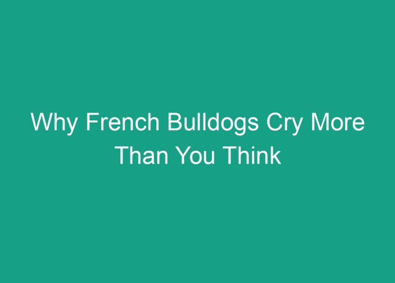 Why French Bulldogs Cry More Than You Think