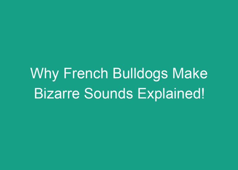 Why French Bulldogs Make Bizarre Sounds Explained!