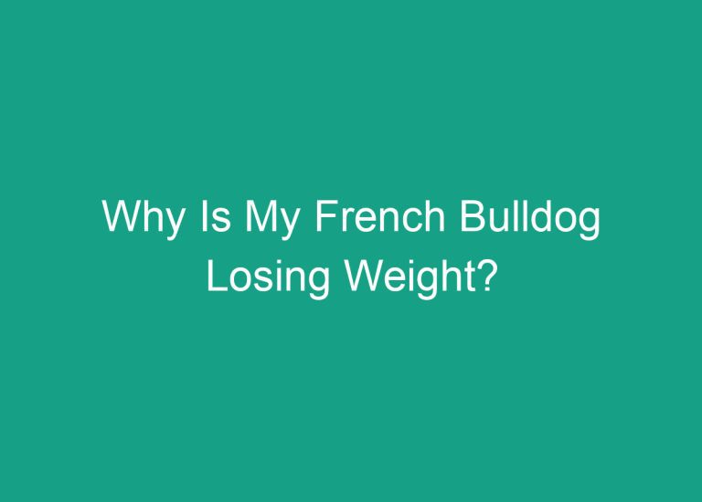 Why Is My French Bulldog Losing Weight?