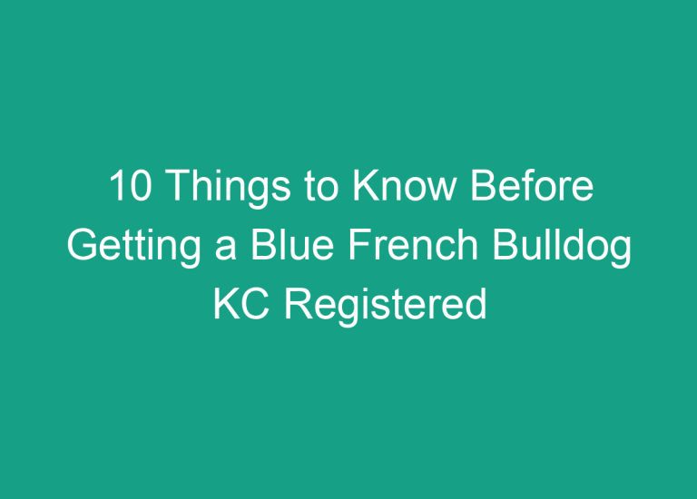 10 Things to Know Before Getting a Blue French Bulldog KC Registered