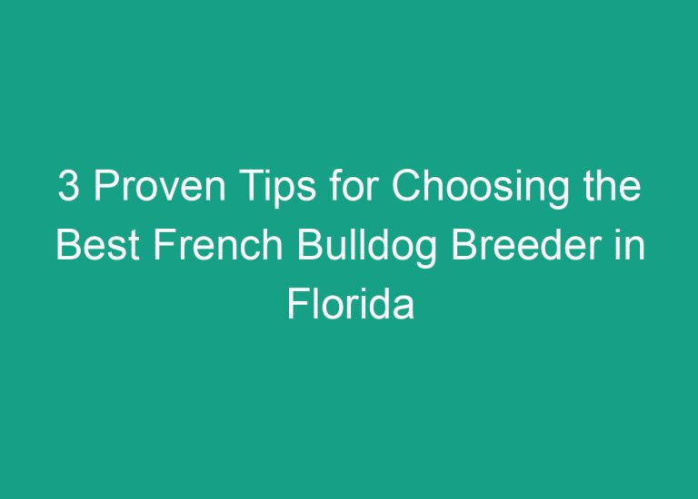3 Proven Tips for Choosing the Best French Bulldog Breeder in Florida
