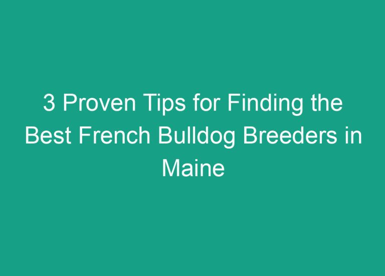 3 Proven Tips for Finding the Best French Bulldog Breeders in Maine