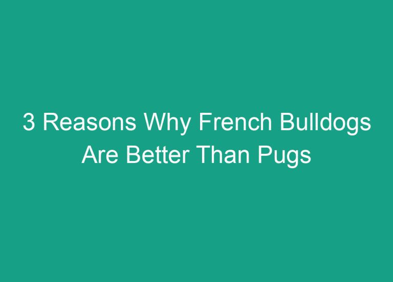 3 Reasons Why French Bulldogs Are Better Than Pugs