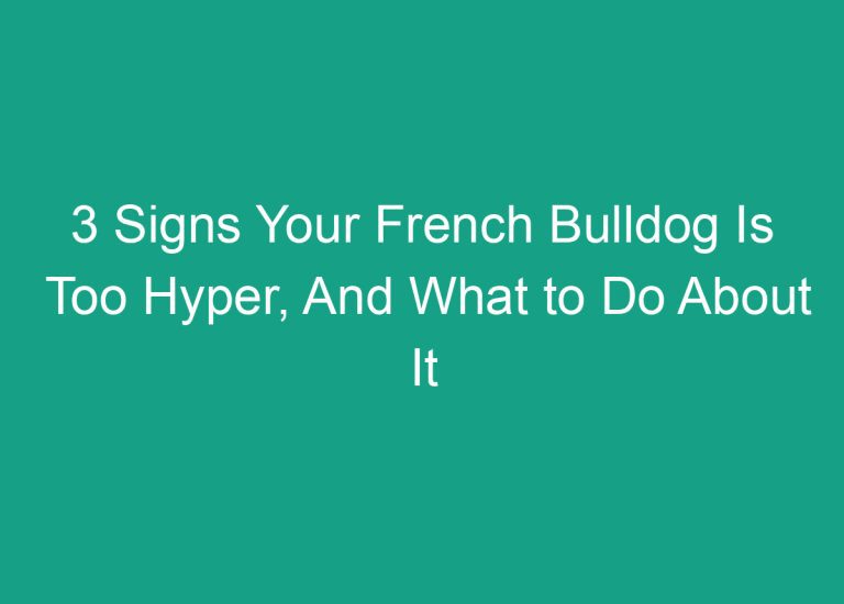 3 Signs Your French Bulldog Is Too Hyper, And What to Do About It