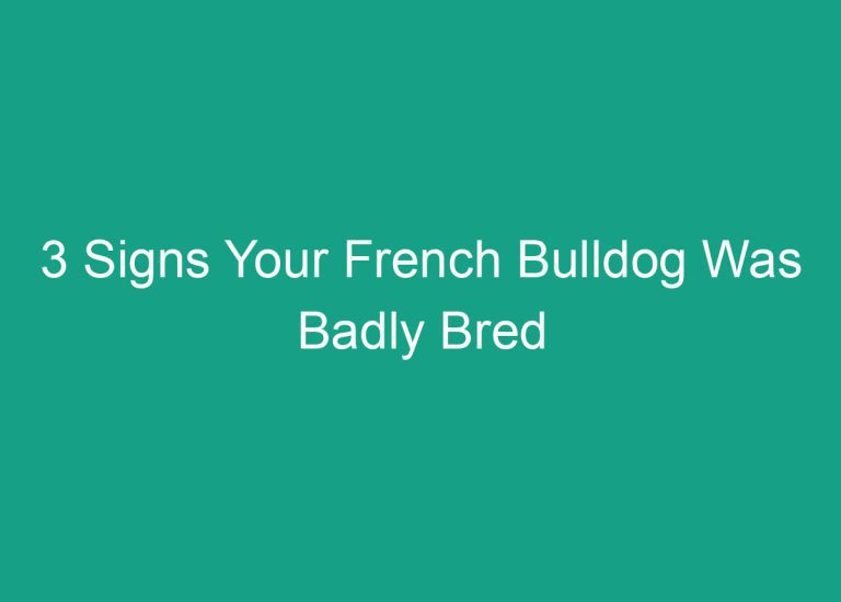 3 Signs Your French Bulldog Was Badly Bred