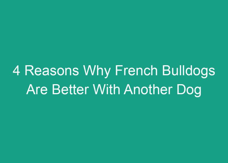 4 Reasons Why French Bulldogs Are Better With Another Dog