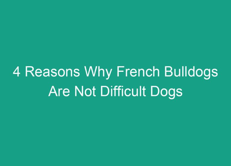 4 Reasons Why French Bulldogs Are Not Difficult Dogs