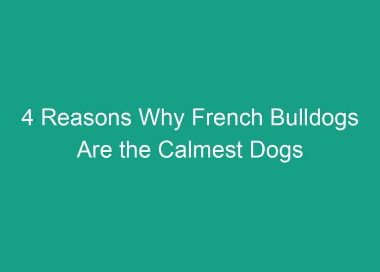 4 Reasons Why French Bulldogs Are the Calmest Dogs
