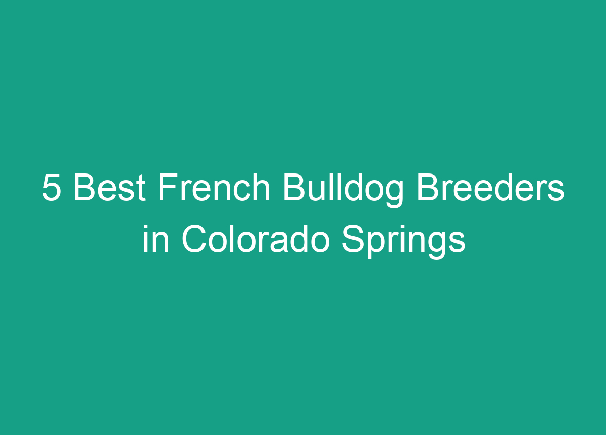 5 Best French Bulldog Breeders In Colorado Springs