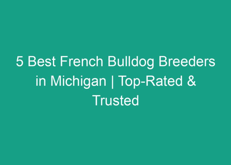 5 Best French Bulldog Breeders in Michigan | Top-Rated & Trusted